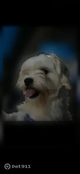 Lost dog, Byron — small white male Shih Tzu - photo