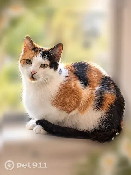 Lost cat, female, Katy Gap Road, 1550, Katy, Houston — calico - photo