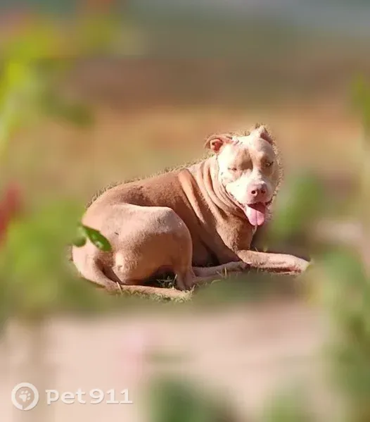 Lost dog, female, King Fisher Road, 3077, Gilmer — fawn-colored and non-aggressive - photo