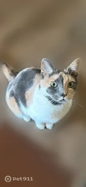 Lost cat, West Hampton Avenue, 8529, Milwaukee — female - photo