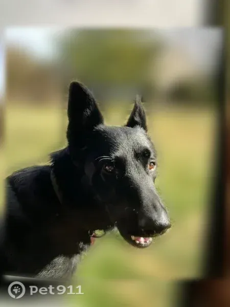 Lost dog, Walden Avenue, 12, Jericho — large male German Shepherd - photo