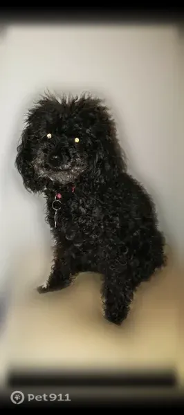 Lost dog, Dallas, Texas, Fort Worth — female small black poodle - photo