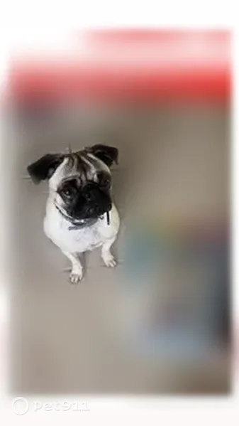 Lost female dog, Mount Auburn Avenue, 907, Dallas — small light-brown pug - photo