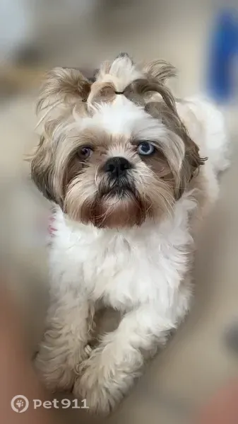 Lost dog, Northwest 79th Street, Miami — small dog with white and tan spots - photo