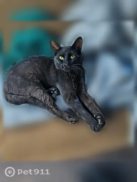 Lost cat, Crinnion Avenue Northeast, 13085, Cedar Springs, Schaumburg — all-black male cat - photo
