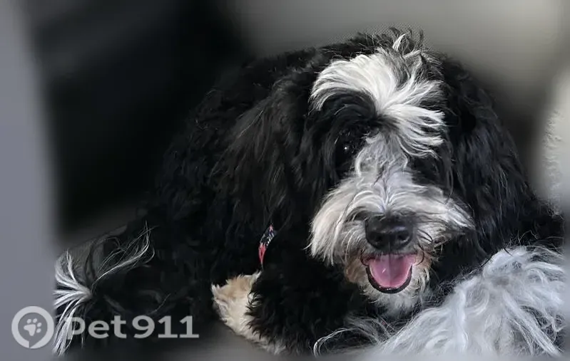 Lost dog, Chesapeake Road, 36780, Farmington Hills — female black-and-white Mini Goldendoodle with pink tulip collar - photo