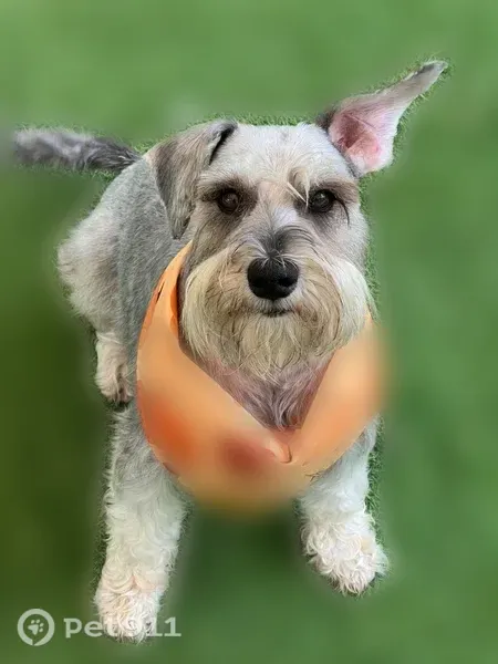 Lost Dog, San Pablo Circle, Davenport, Haines City — male standard-size schnauzer - photo