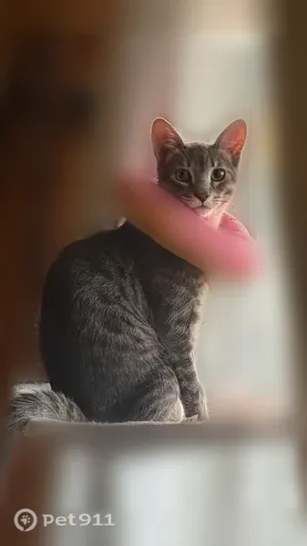 Lost male cat, Sawgrass Way, Fontana — 7-month-old gray cat - photo
