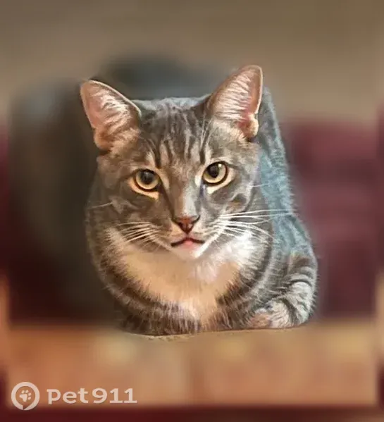 Lost cat, Lomas Boulevard Northwest, 520, Albuquerque — neutered male with white chest and paws - photo