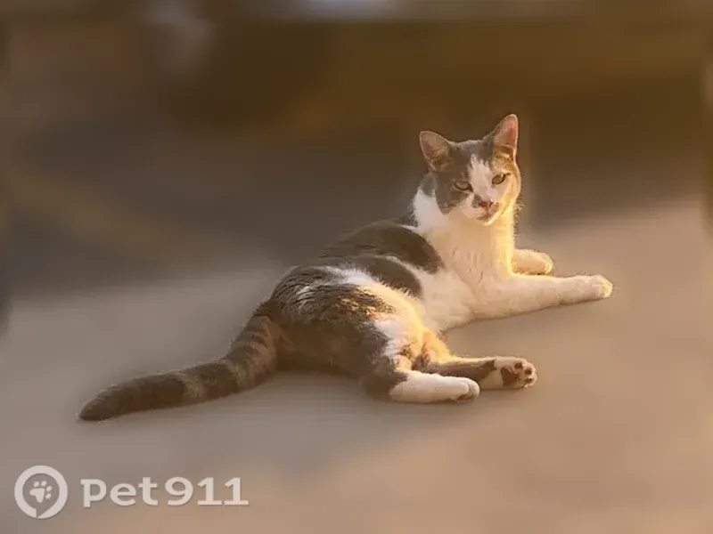 Lost cat, Oakcrest Avenue Northwest, 3411, Cleveland — gray and white female cat - photo