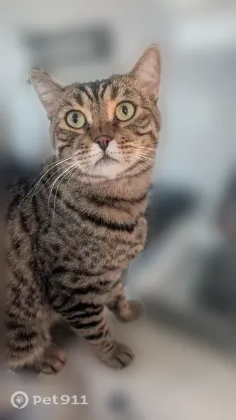 Lost cat, Verhoeven Road, 5207, Burlington — male Bengal-Siberian mix with brown-black spotted and striped fur - photo