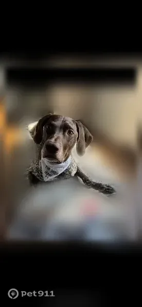 Lost Dog, Heister Valley Road, 2701, Mount Pleasant Mills, Duncansville — male GSP with brown and white ticking - photo