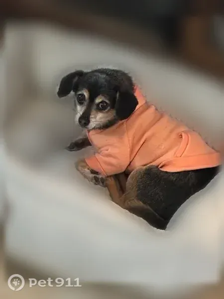 Lost dog, West Apache Street, 2310, Farmington, Albuquerque — male Chihuahua mix with a blue paw name tag - photo