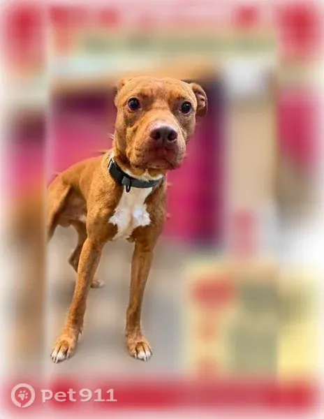 Found dog, Semmes Avenue, 800, Richmond, Cleveland — male Pitbull mix with a white chest patch - photo