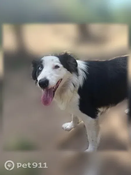 Lost dog, Hesket Way, 1518, Sacramento, Arlington — male, friendly and well-mannered - photo
