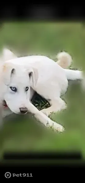 Lost dog, male — Arkansas 22, 4835, Paris — white Pyrenees mix with light blue eyes - photo