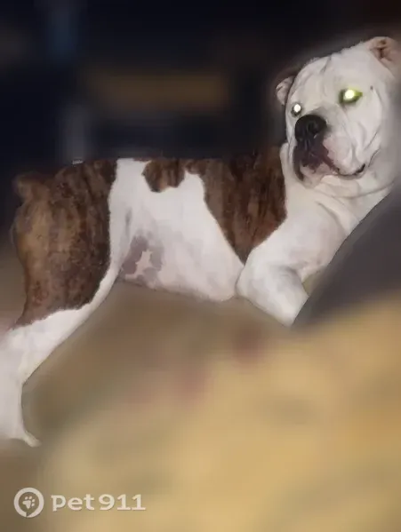 Lost dog — female, 3rd Street, 20, Marianna, Brownsville — white and brindle with one brindle ear - photo
