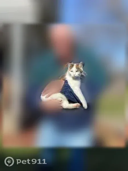 Lost female cat, Dickerson Lane, 617, Falmouth — friendly calico with clipped ears - photo