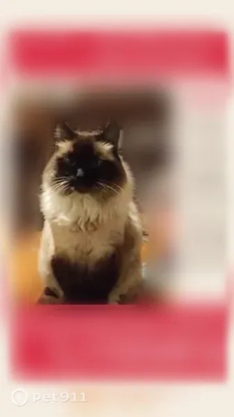 Lost cat, U.S. 95, 673, Searchlight — female Ragdoll - photo