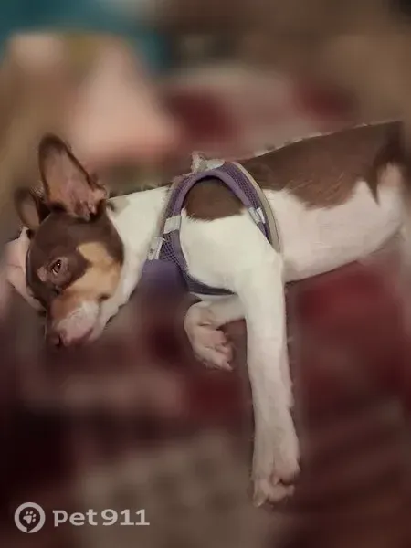 Lost male dog, McDowell Road, Arizona, Tempe — white body with brown spots - photo