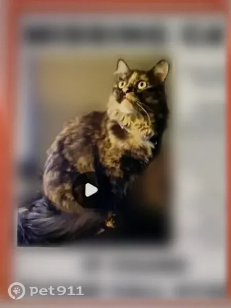 Lost female cat, Westminster Place, 305, Flemington — dark brown tortoiseshell with pink nostrils - photo