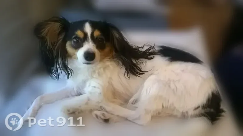 Lost dog, Oaklawn Drive, Sachse, San Jose — female Papillon with a white coat - photo