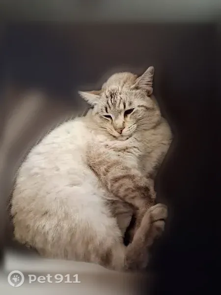 Lost cat, South Pecos Road, Las Vegas Valley, Las Vegas — female with Siamese markings - photo