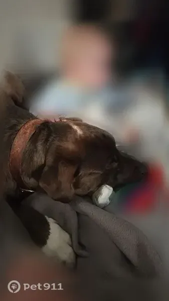 Lost dog, County Road B, W9845, Coleman, Oconto — male with blue shock collar - photo