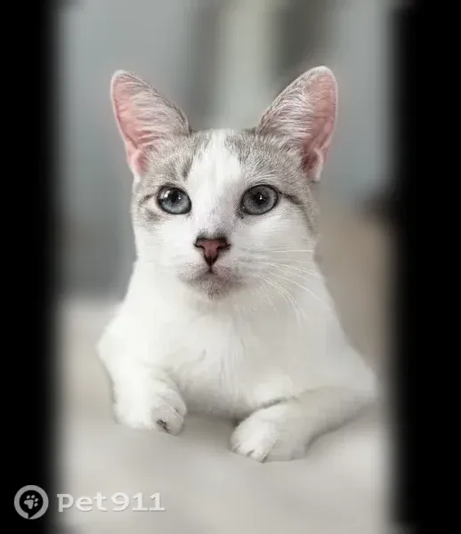 Lost cat, Valle Verde Road, 11531, Socorro — female with blue eyes - photo