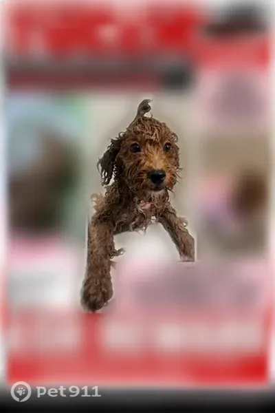 Lost dog, Northwest 211th Street, 3451, Miami Gardens — white chest patch - photo