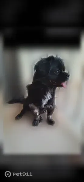Lost dog, East 57th Street, 420, Loveland — male Pekingese with a green and orange harness - photo