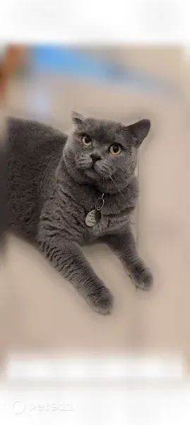 Lost cat, Northwest 7th Court, Boynton Beach — grey-blue coat, blue collar - photo