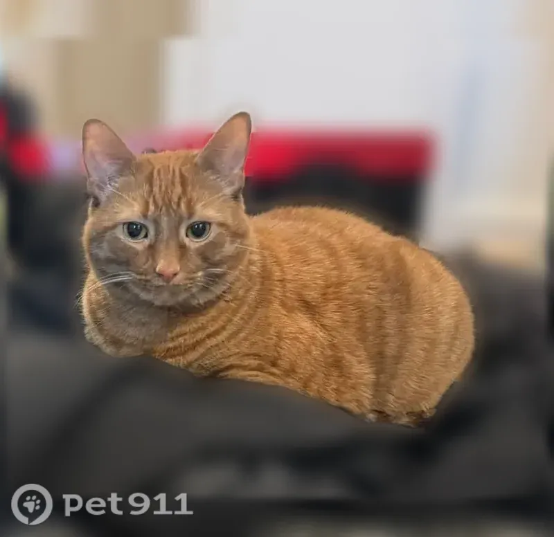 Lost cat, Fruitville Road, 12, Pottstown — male, orange tabby, about 20 lbs - photo