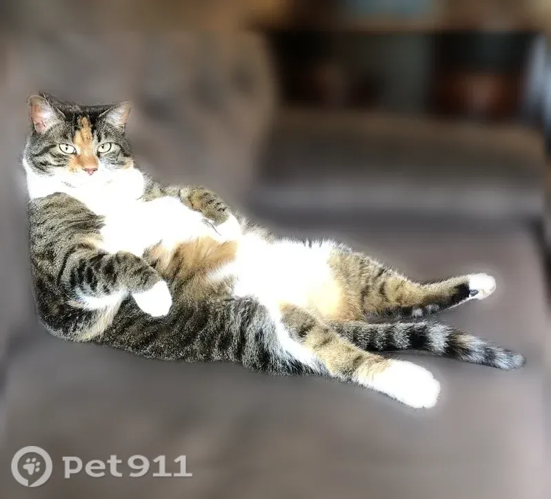Lost cat, female, Twin Lakes, Wisconsin, Twin Lakes — black-and-gray tabby with white paws - photo