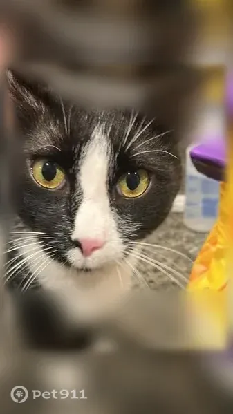 Lost cat, Los Padres Court, 7319, Town 