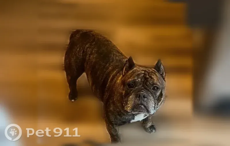 Lost female dog, Creekway Drive, 2592, Columbus — short brindle coat - photo
