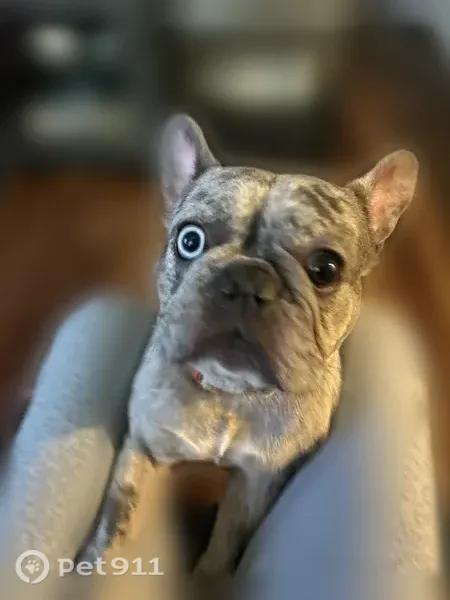 Lost male dog, East 43rd Street, 1826, Tacoma — light grey with two different-colored eyes - photo