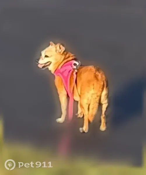 Lost Female Dog, North Main Street, 117, Batesville — 13 lbs, tan coat - photo