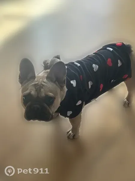 Lost dog, Phoenix — small tan female - photo