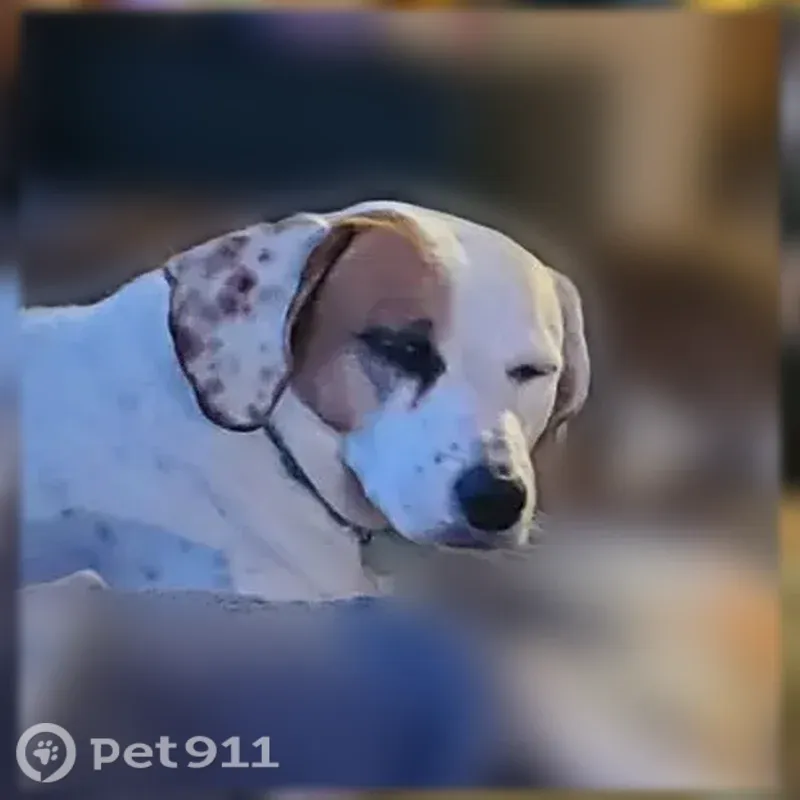 Lost dog, Highway K, 3453, Sullivan, Sullivan — male, wary of strangers - photo
