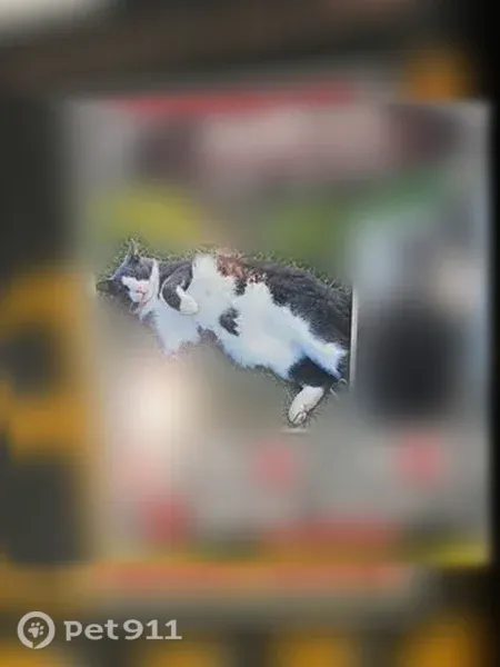 Lost cat, Illinois Avenue, 360, Wood River — friendly male - photo