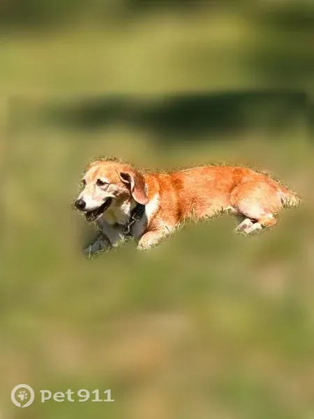 Lost dog, North Casey Pike Lane, 16473, Mount Vernon — male Corgi/basset hound mix with a purple collar - photo
