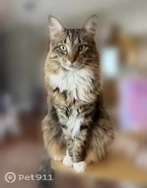 Lost Cat, Henderson Bayou Road, Louisiana, Mobile — male, very fluffy and timid - photo