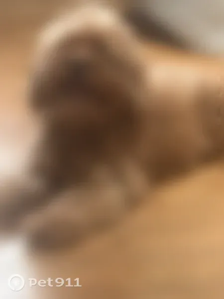 Lost dog, Elmont, New York, Fort Worth — 10 years old and microchipped - photo
