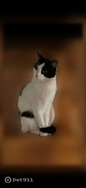 Lost male cat, Cooper Avenue, New York, Queens — green eyes and black nose patch - photo