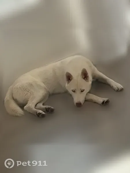 Lost dog, Patterson Street, 336, Ogden, Arlington — female white Siberian husky - photo