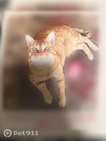 Lost male cat, 32nd Street Northeast, 1420, Auburn — greenish eyes - photo