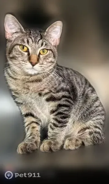 Lost cat, South Pleasant Valley Road, Austin — male silver-grey and black tabby - photo