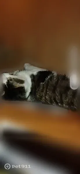 Lost cat, male, 9th Street, 2022, Muskegon Heights, Arlington — very fluffy and friendly - photo