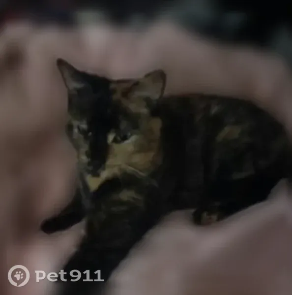 Lost cat, Fall River, Massachusetts, Boston — female tortoiseshell cat - photo